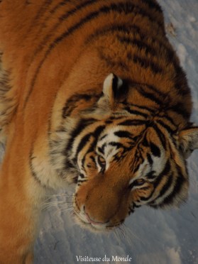 Lions au Parc des Tigres de Sibérie à Harbin