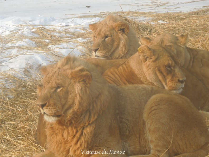 Lions au Parc des Tigres de Sibérie à Harbin