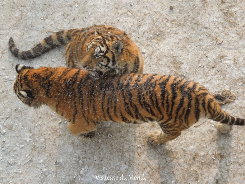 Parc des Tigres de Sibérie à Harbin