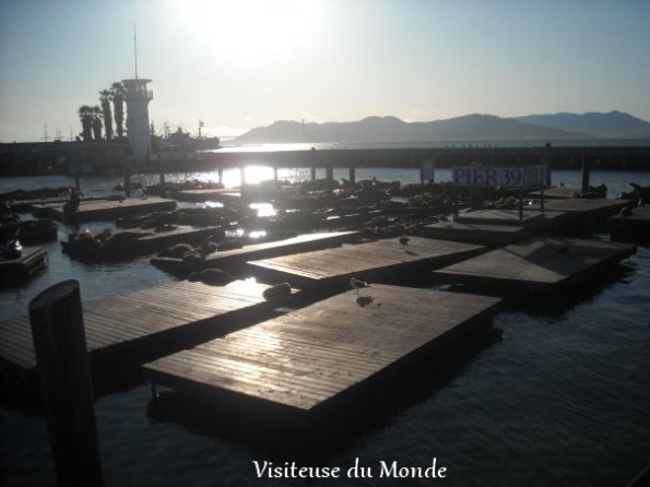 Pier 39 Fisherman's Wharf, San Francisco