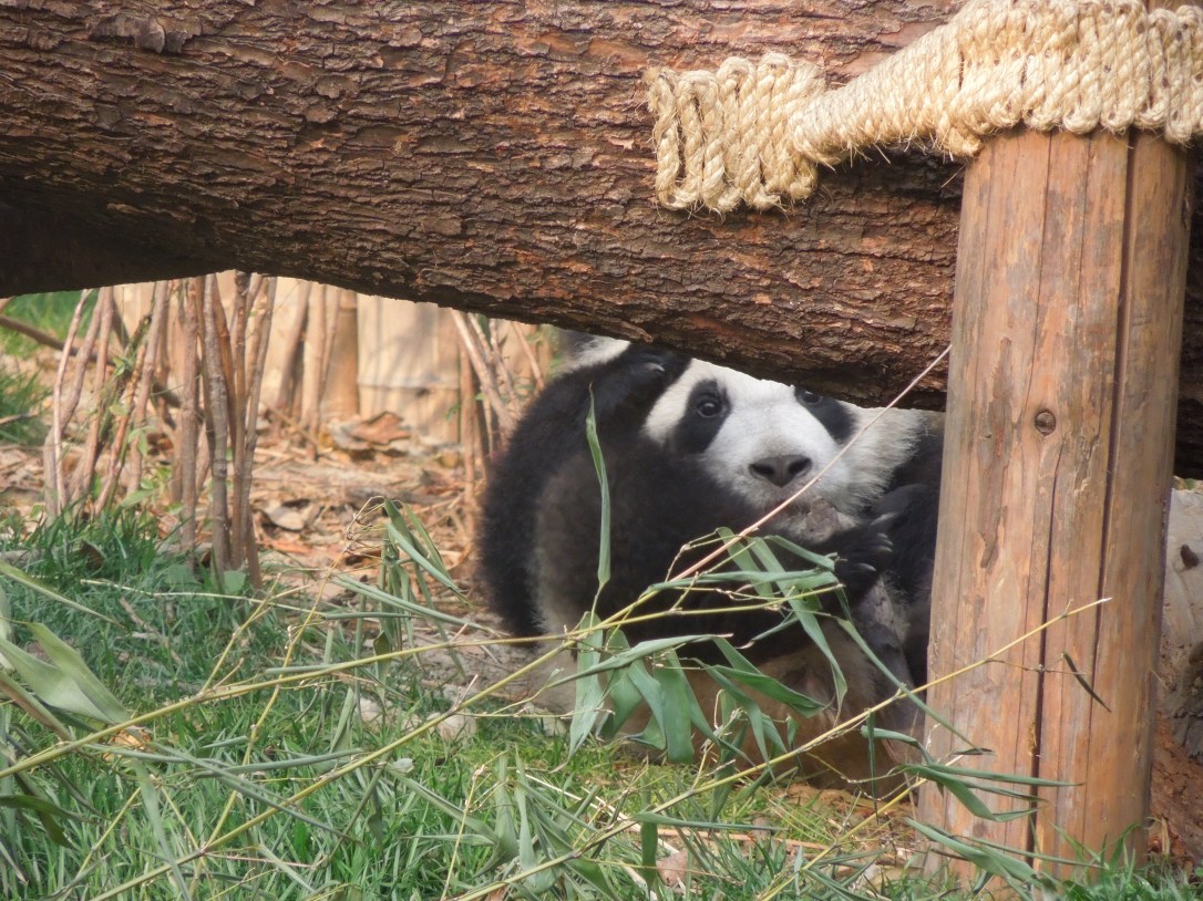 Centre de Recherche et d’Élevage du Panda Géant, Chengdu