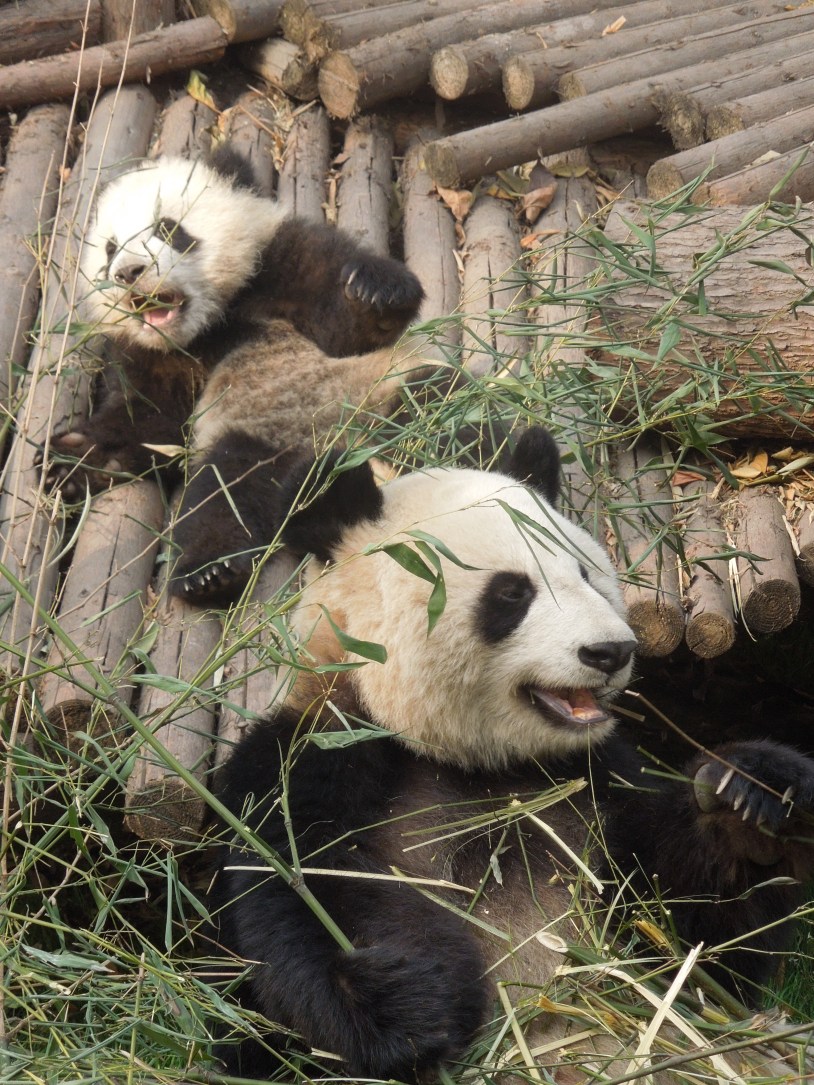 Centre de Recherche et d’Élevage du Panda Géant, Chengdu