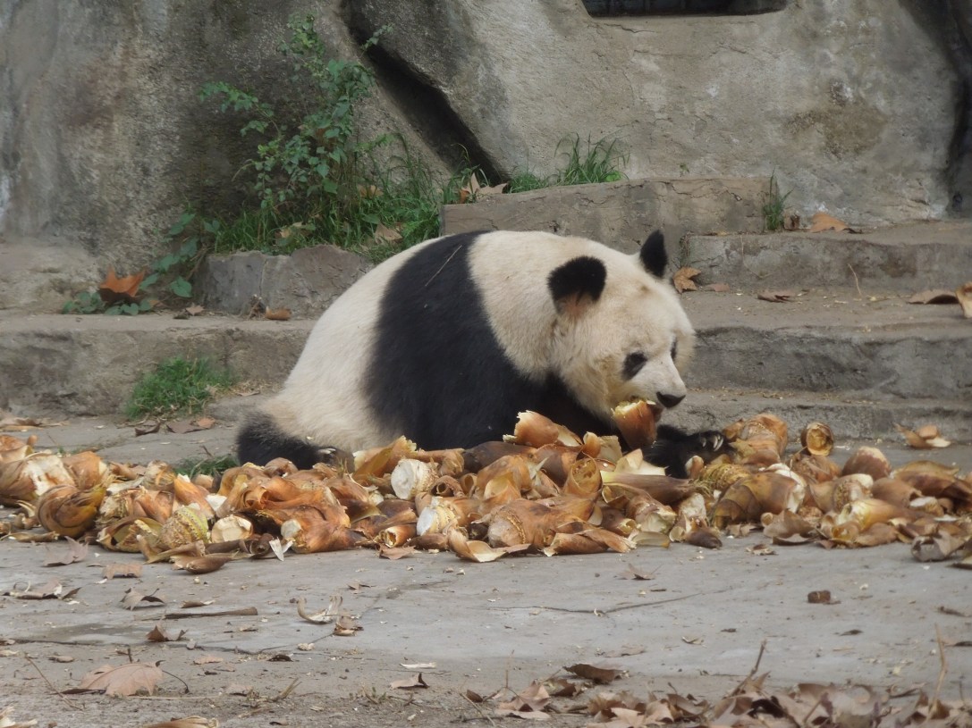 Centre de Recherche et d’Élevage du Panda Géant, Chengdu