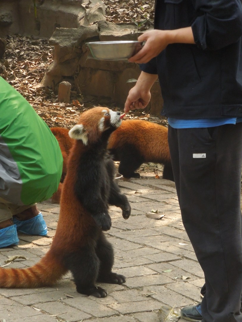 Panda roux du Centre de Recherche et d’Élevage du Panda Géant, Chengdu