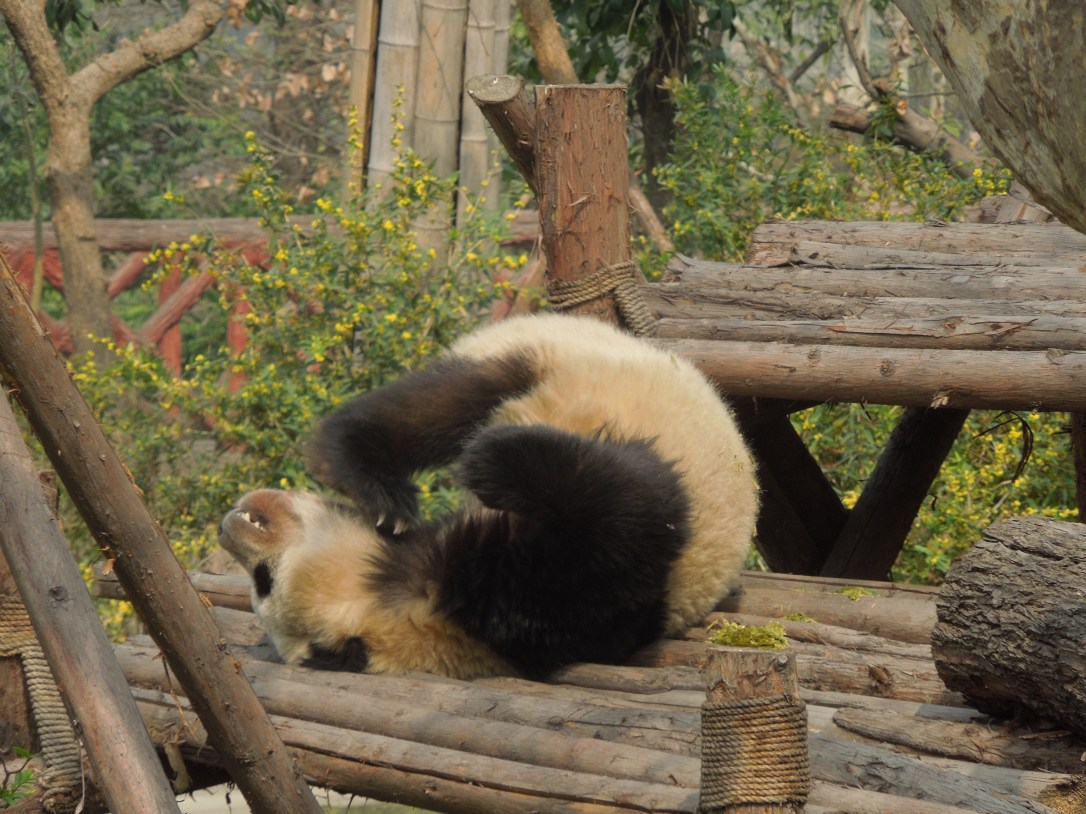Centre de Recherche et d’Élevage du Panda Géant, Chengdu