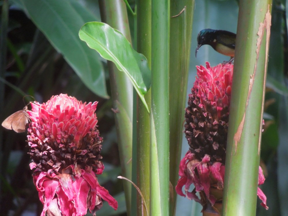 Jardin Botanique de Xinglong, Wanning, Chine