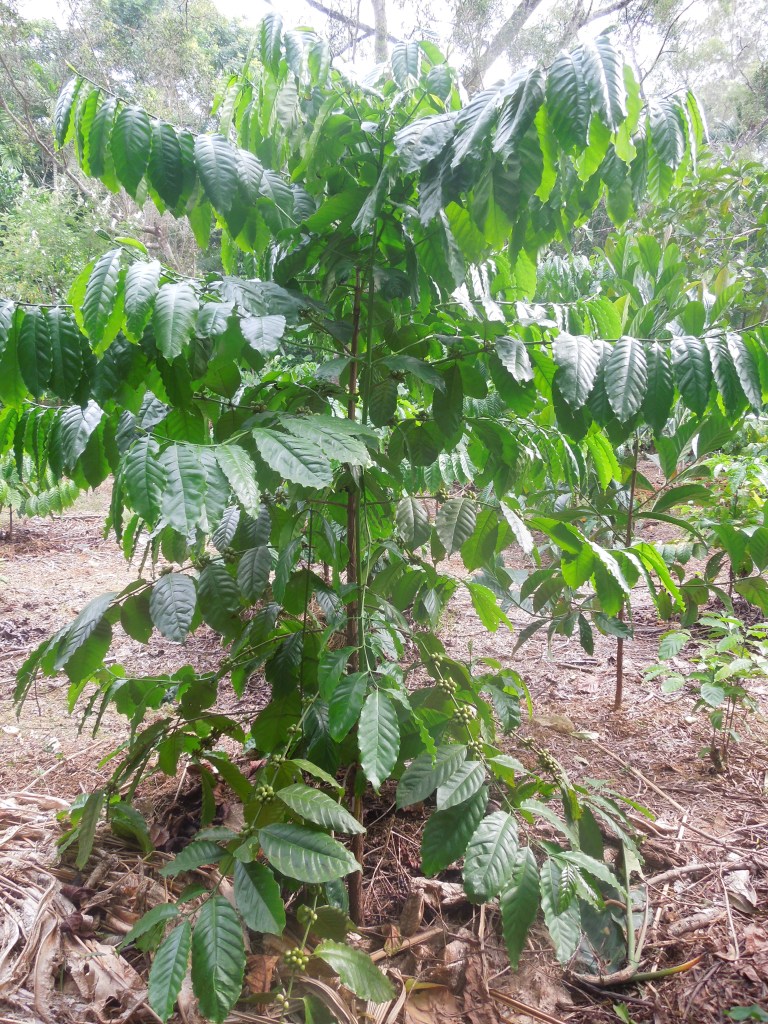 Jardin Botanique de Xinglong, Wanning, Chine