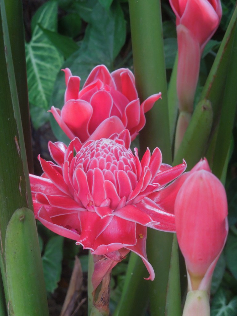 Jardin Botanique de Xinglong, Wanning, Chine