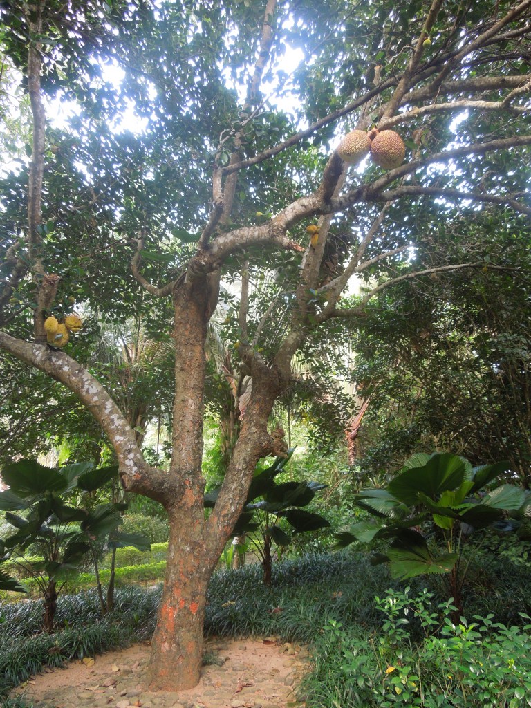 Durian au Jardin Botanique de Xinglong, Wanning, Chine