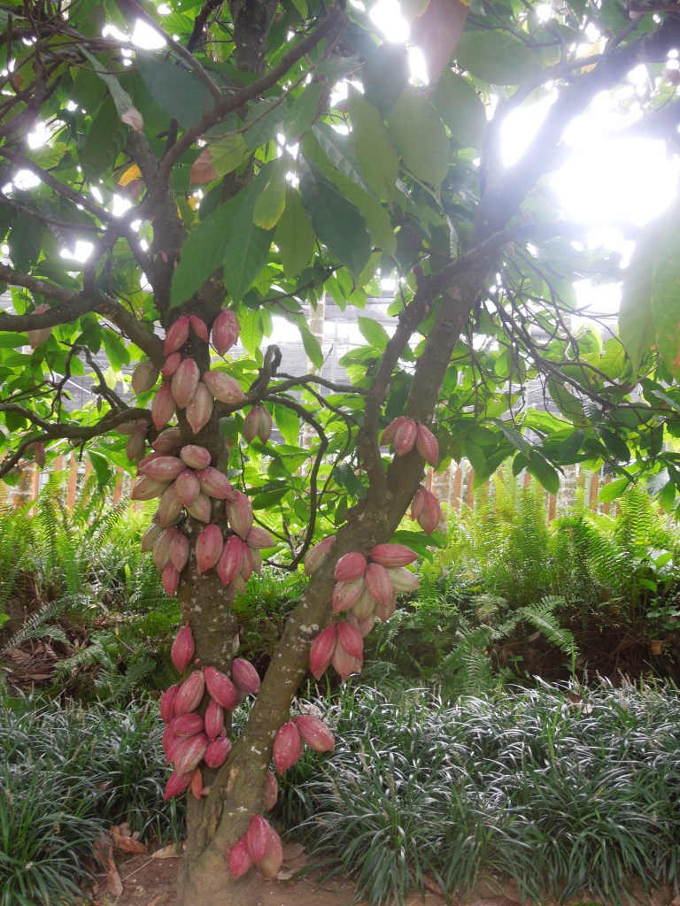 Jardin Botanique de Xinglong, Wanning, Chine