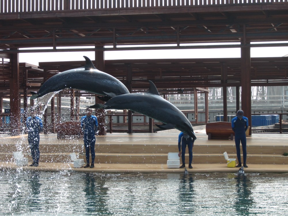 Spectacle de dauphins Boundary Island, Wanning, Hainan, Chine