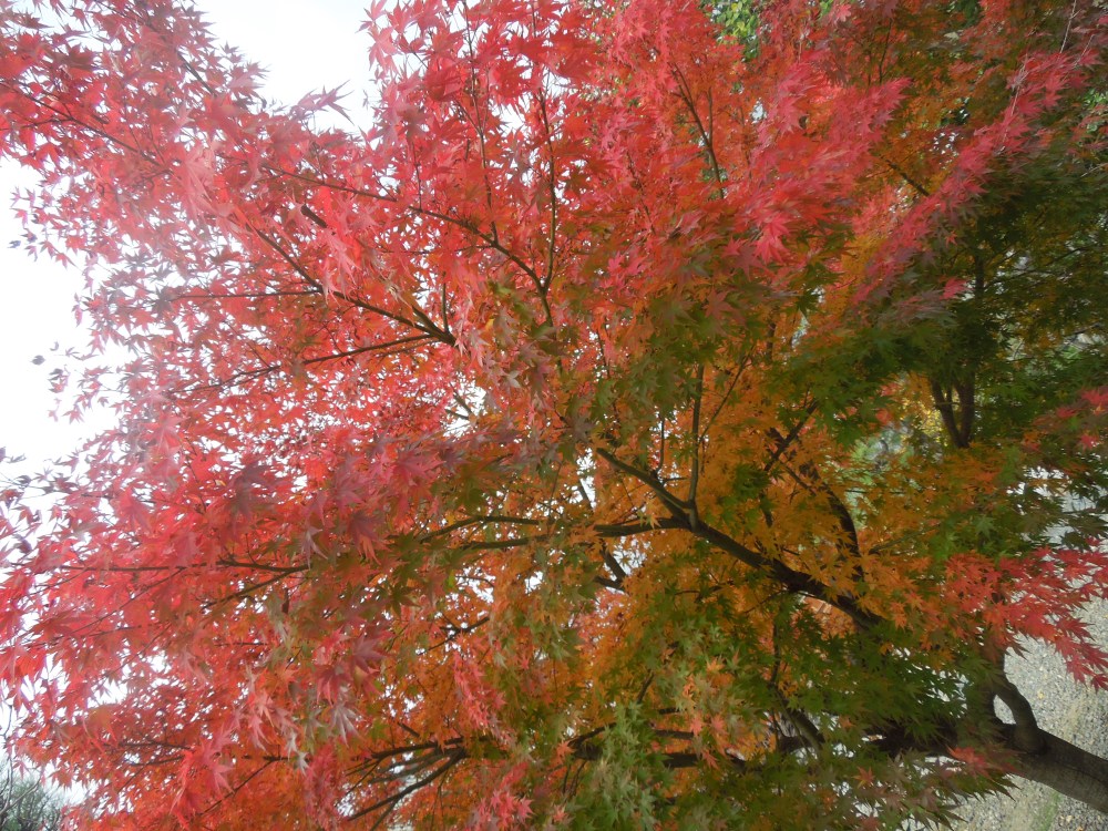 Erable, Japon