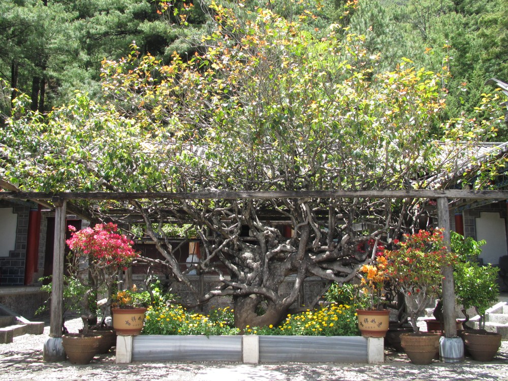 Temple du sommet de jade, Lijiang, Yunnan, Chine
