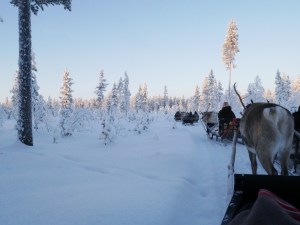 Laponie - Balade en renne de traineau à Jaakkola Reindeer Farm