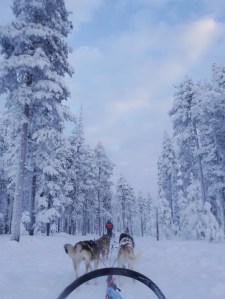 Laponie - Chiens de traineau