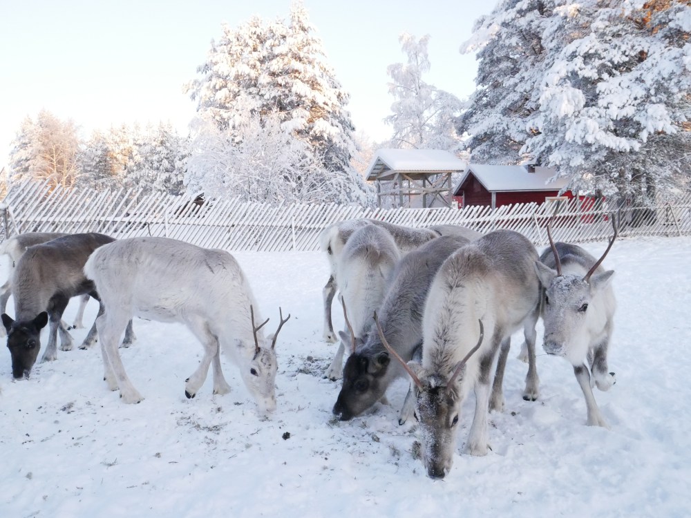 Jeunes rennes mangeant