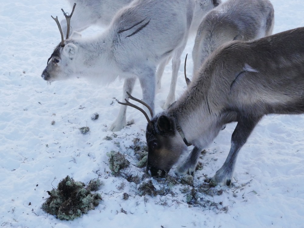 Jeunes rennes mangeant