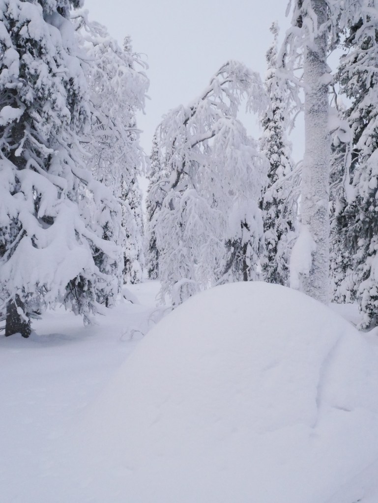 Laponie - Fourmilière enneigée