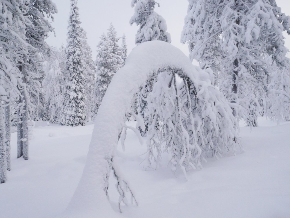 Laponie - Arbre enneigée