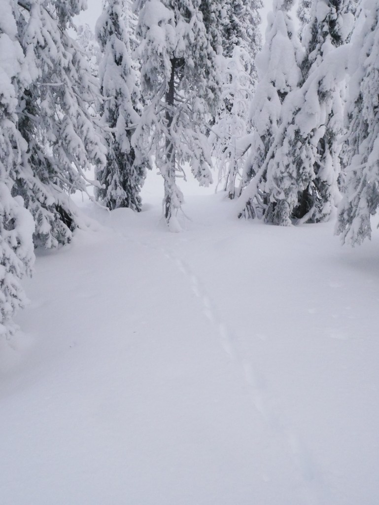 Laponie - Traces de lapin et renard