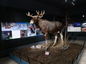 Laponie - Arktikum élan