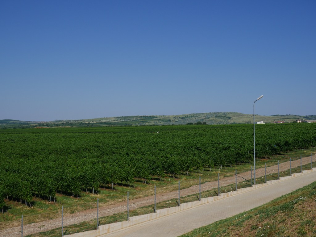 Roumanie - Vignoble Budureasca
