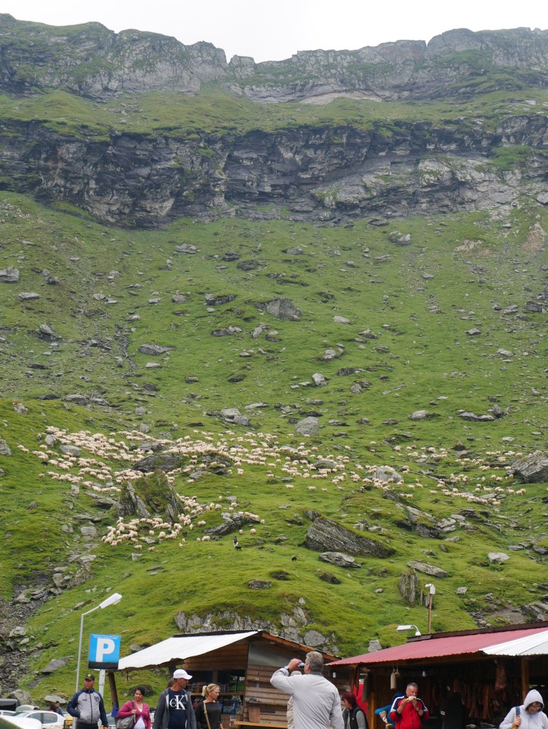 Roumanie - Lac Bâlea et ses moutons